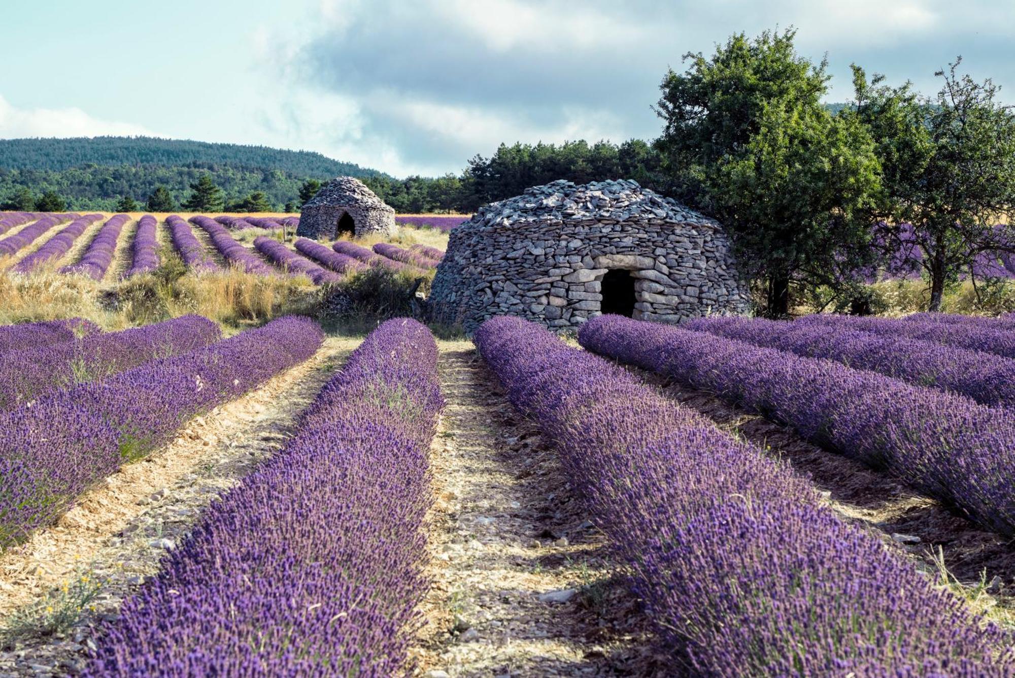 Le Cabanon Des Lavandes Entre Mont Ventoux Et Luberon Со-де-Воклюз Экстерьер фото